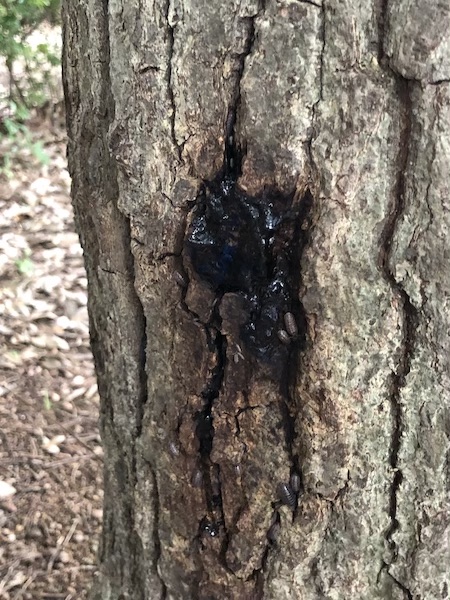 カブトムシ/クワガタ探し：コナラの幹の樹液にダンゴムシが集まっている