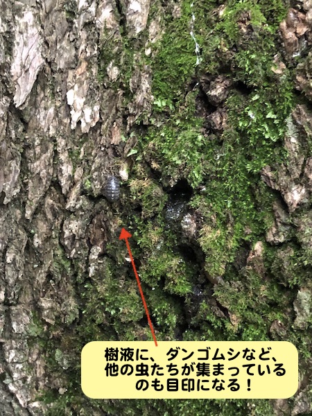 カブトムシ/クワガタ探し：コナラの幹の樹液にダンゴムシが集まっている
