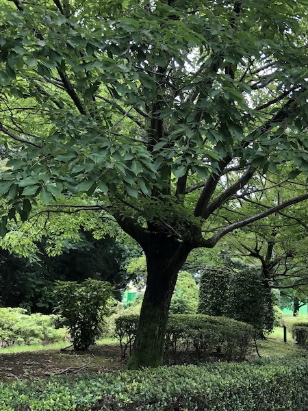 カブトムシ/クワガタ探し：コナラの木